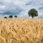 Austrocknung nach Eisprung erkennen