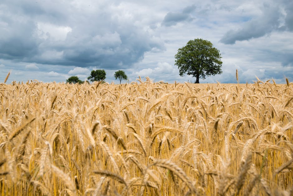 Austrocknung nach Eisprung erkennen