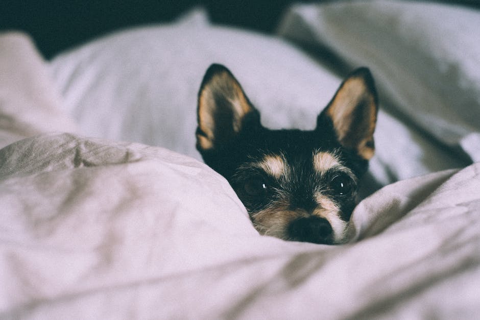  Eisprung beim Hund bestimmen