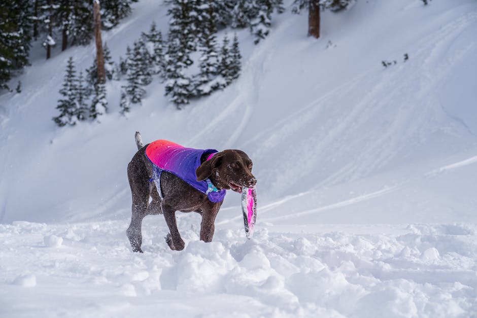 Eisprung beim Hund – wann?