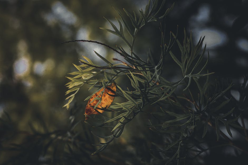  Muttermundschließung nach Eisprung